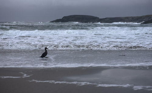 Scenic view of bird and sea against sky