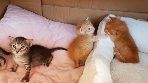 High angle view of cats relaxing