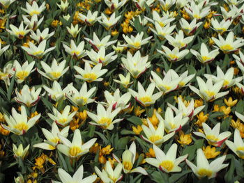 Full frame shot of yellow flowering plants