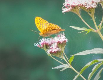 Close-up of butterfly pollinating on flower