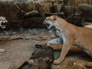 View of an animal on rock at zoo