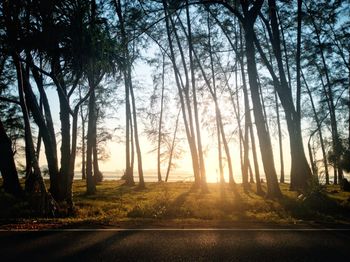 Road amidst trees in forest against sky