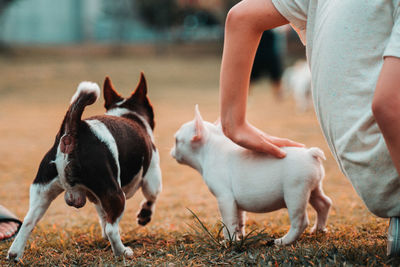 View of a dog on field