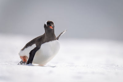 Gentoo penguin