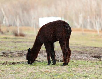 Black alpaca eating grass in a meadow.
