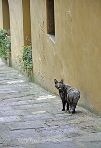 Cat looking away