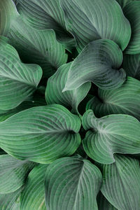 Full frame shot of green leaves