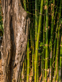 Close-up of bamboo trees in forest