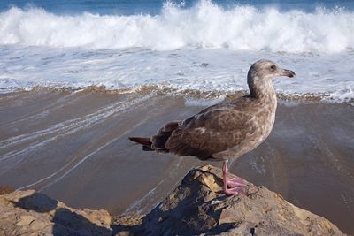 Close-up of bird perching on stone