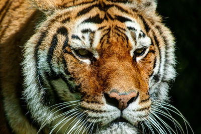 Close-up portrait of tiger