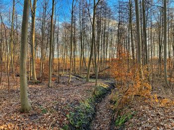 Bare trees in forest during autumn