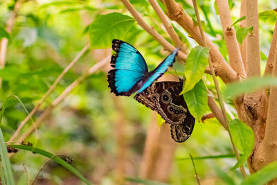 Close-up of butterfly on leaf