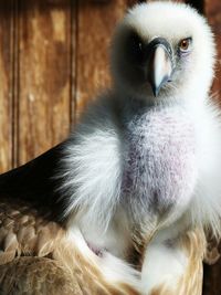 Portrait of eaglet