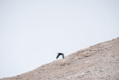 Low angle view of man on rock against sky