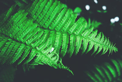 Close-up of fern leaves