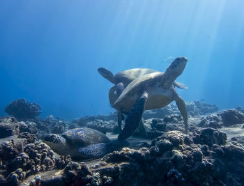 Fish swimming in sea