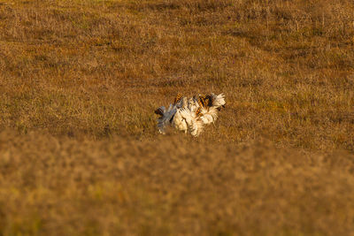 View of cat on field