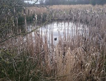 Plants growing in water