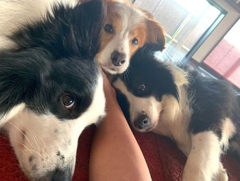 High angle portrait of dogs at home