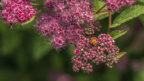 Close-up of pink flowering plant