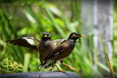 Close-up of birds perching on plant