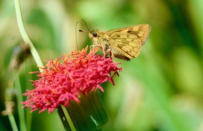 Close-up of butterfly pollinating on pink flower