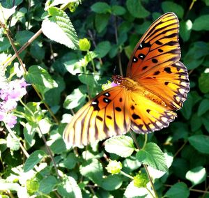 Butterfly pollinating on leaf