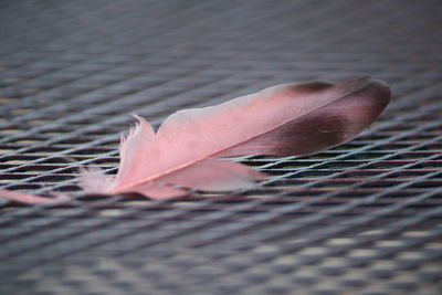 Close-up of leaf