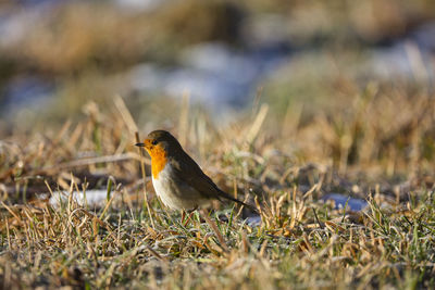 Robin for raging in winter grass with snow 