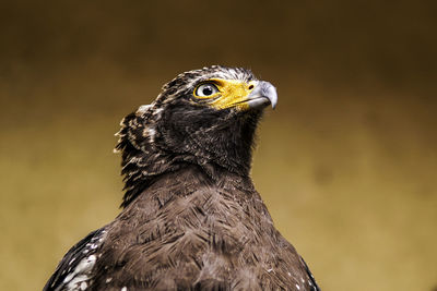 Close-up of eagle perching outdoors