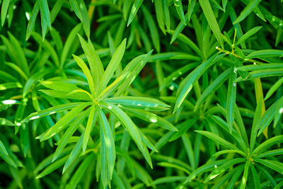 Full frame shot of dew on grass