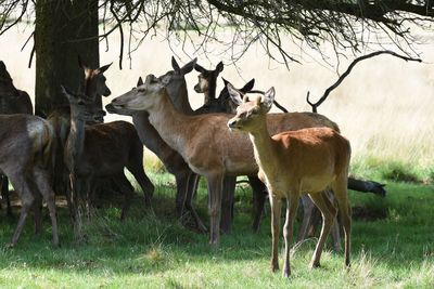 Deer on field