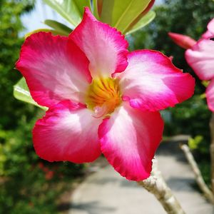 Close-up of pink flower