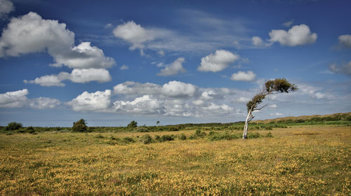 Scenic view of field against sky