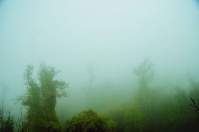 Trees in foggy weather