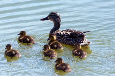 Ducks in a lake