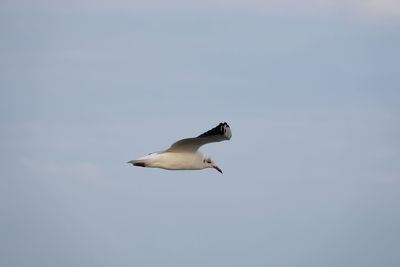 Low angle view of seagull flying in sky