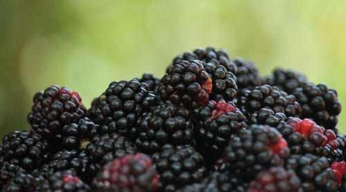 Close-up of blackberries