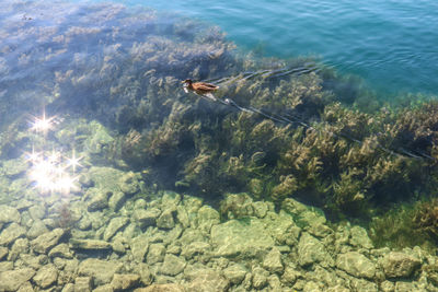 High angle view of fish swimming underwater