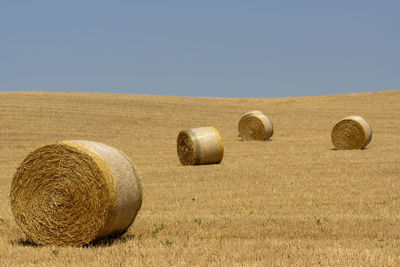 A hill in the tuscan countryside with round bales of hay