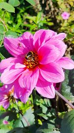 Bee pollinating on pink flower