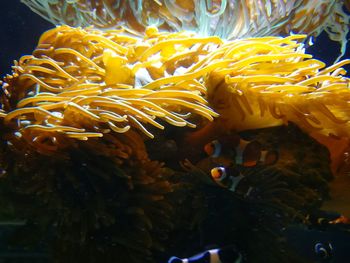 Close-up of fish swimming in sea