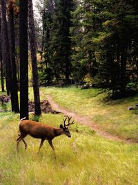 Deer in a forest