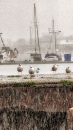 Close-up of birds perching on water