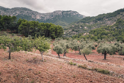 Trees on landscape against mountains