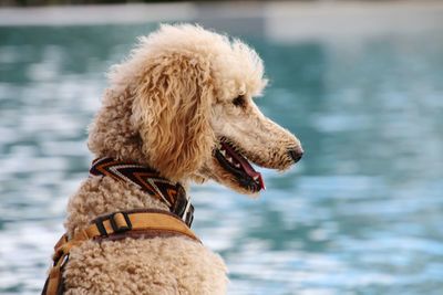 Close-up of poodle dog