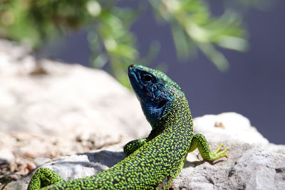 Close-up of lizard on rock