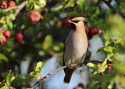 Low angle view of bird perching on branch