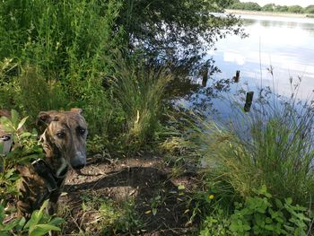 View of a lake-photo bomb greyhound