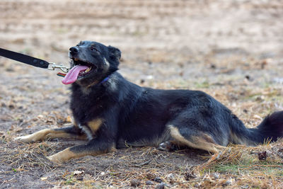 Black dog looking away